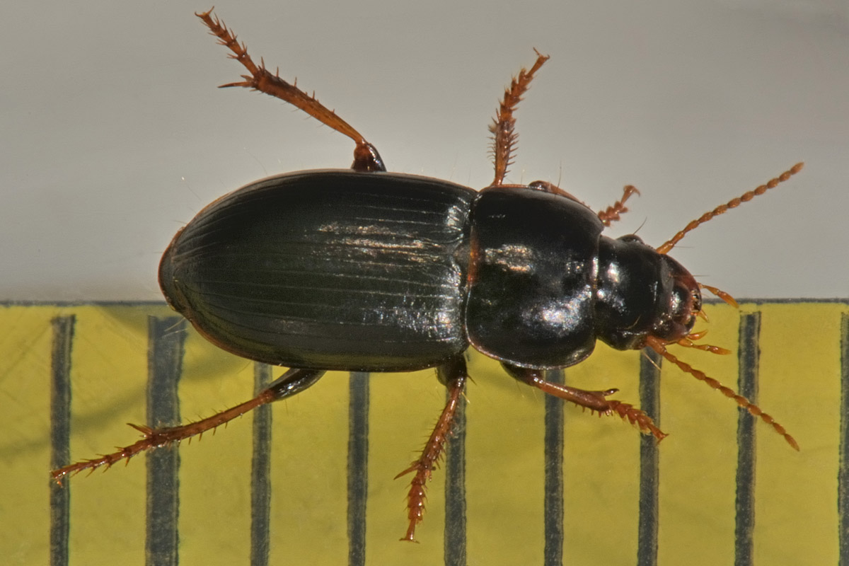 Carabidae: Harpalus sp?